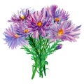 Watercolor autumn flowers asters in bouquet on white background