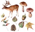 Watercolor autumn forest with deer set. Hand painted pine cone, acorn, hare, mushroom, yellow leaves and branch isolated Royalty Free Stock Photo