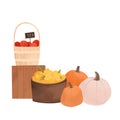 Watercolor Autumn harvest pre made composition with pumpkins, apple basket, yellow flowers, wooden box, cart with wheel, wheat. Royalty Free Stock Photo