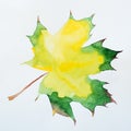 Watercolor autumn leaf. Fall foliage. Autumnal design. Seasonal decorative beautiful multi-colored drawing leaf.