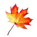 Watercolor autumn leaf. Fall foliage. Autumnal design. Seasonal decorative beautiful multi-colored drawing leaves. Original