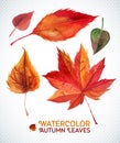 Watercolor autumn leaf set.Vector illustration Collection of watercolor hand drawn leaves.