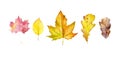 Watercolor autumn leaves or fall foliage icons. Vector isolated set of maple, oak, birch tree leaf. Falling poplar, beech