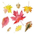 Watercolor autumn leaves or fall foliage icons. Vector isolated set of maple, oak, birch tree leaf. Falling poplar, beech Royalty Free Stock Photo