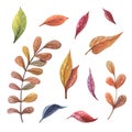 Watercolor autumn leaves. Fall llustration. Izolated on white background