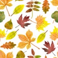 Watercolor autumn leaves seamless pattern. Royalty Free Stock Photo