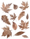 Watercolor autumn leaves set paintin hand drawing