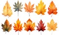 Watercolor autumn maple leaves set isolated on transparent background. Hand drawn illustration.