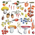 Watercolor autumn mushrooms,berries,branches set