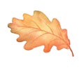 Watercolor autumn oak leaf isolated. Royalty Free Stock Photo