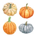 Watercolor autumn pumpkins and gourds set, isolated. fall seasonal vegetables, hand painted Royalty Free Stock Photo