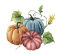 Watercolor autumn pumpkins. Hand painted bright pumpkins with leaves and flowers isolated on white background. Botanical
