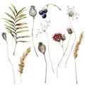 Watercolor autumn set of dry pampas grass, poppy, anise, thistle, berry and leaves. Hand painted fall plants isolated on