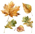 Watercolor autumn set of leaves. Hand painted fall plants isolated on white background. Floral illustration for design