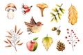 Watercolor Autumn Set Of Leaves, Rosehip, Acorn, Cone, Mushrooms, Rowan, Apple, Bird. Illustration Isolated On White. Hand Drawn