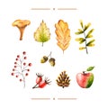 Watercolor autumn set of leaves, rosehip berries, acorn, cone, mushroom, rowan, apple. Illustration isolated on white. Hand drawn Royalty Free Stock Photo