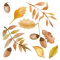 Watercolor autumn set of oak branches with leaves and acorns. Royalty Free Stock Photo