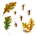 Watercolor autumn set with oak leaves and acorns isolated on white Royalty Free Stock Photo