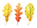 Watercolor autumn set with oak leaves