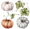 Watercolor autumn set of pumpkins and leaves. Hand painted blue, red and orange gourds isolated on white background Royalty Free Stock Photo