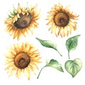 Watercolor Autumn Set with Sunflowers Royalty Free Stock Photo