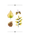 Watercolor autumn set of watercolor sprigs, leaves, pine cone, acorn. Illustration isolated on white. Hand drawn items