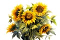 Watercolor autumn sunflowers on white background. Floral watercolor illustration for design, print, fabric or background
