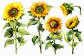 Watercolor autumn sunflowers on white background. Floral watercolor illustration for design, print, fabric or background