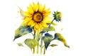 Watercolor autumn sunflowers on white background. Floral watercolor illustration for design, print, fabric or background