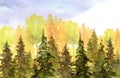 Watercolor autumn trees of yellow, red, orange color.Watercolor group of trees - fir, pine, cedar, fir-tree. green forest, landsca Royalty Free Stock Photo