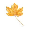 Watercolor autumn yellow maple leaf. Isolated hand drawn illustration