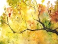 Watercolor autumn yellow orange green tree leaf foliage branch texture background Royalty Free Stock Photo