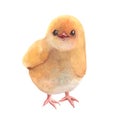 Watercolor baby chicks, Easter baby chicken, Cute spring bird, little chick illustration on isolated background