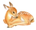 Watercolor of Baby Deer. Hand Painted Fawn. Royalty Free Stock Photo