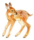 Watercolor of baby deer. Hand Painted Fawn. Royalty Free Stock Photo