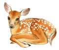 Watercolor of baby Deer. Hand painted fawn Illustration