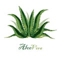 Watercolor background aloe leaves on white Royalty Free Stock Photo