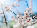 watercolor background. Blooming tree branches with white flowers, blue sky. White sharp and defocused flowers blooming tree
