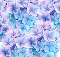 Watercolor background with blue hydrangea. Big detailed flowers in vibrant turquoise and violet color. Hand drawn floral Royalty Free Stock Photo