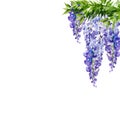 watercolor background with branch of wisteria blossom flowers, hand darwn illustration with spring lilac flowers, blue