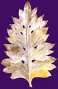 Watercolor image with a stylized acanthus leaf in gold color