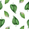 Watercolor background with green raspberry leaves. Seamless pattern on white.