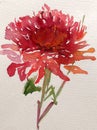 Watercolor art background colorful flower dahlia garden