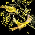 Watercolor Background of Mimosa, Yellow Bird Royalty Free Stock Photo