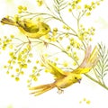 Watercolor Background of Mimosa, Yellow Bird Royalty Free Stock Photo