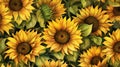 watercolor background sunflower field basking in golden sunlight.