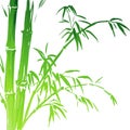 Watercolor Bamboo branches isolated on the white