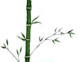 Watercolor bamboo ink traditional oriental. asia art style.isolated on a white background