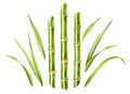 Watercolor bamboo plants. Set of three stems and separate leaves. Collection with design elements. Realistic botanical