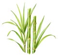 Watercolor bamboo stems and leaves. Big bouquet with greenery. Realistic botanical illustration with fresh bamboo plant Royalty Free Stock Photo